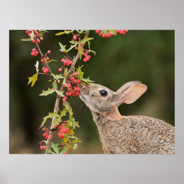 Póster Cottontail oriental | Texas del Sur (Frente)