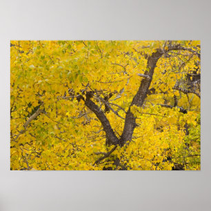 Póster Cottonwood tree in peak fall colors in Glacier