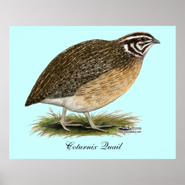 Póster Coturnix Pharaoh Quail (Frente)