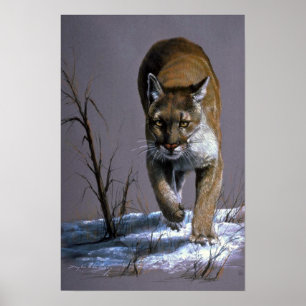 Póster Cougar