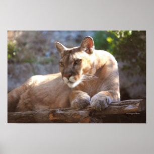 Póster Cougar 1