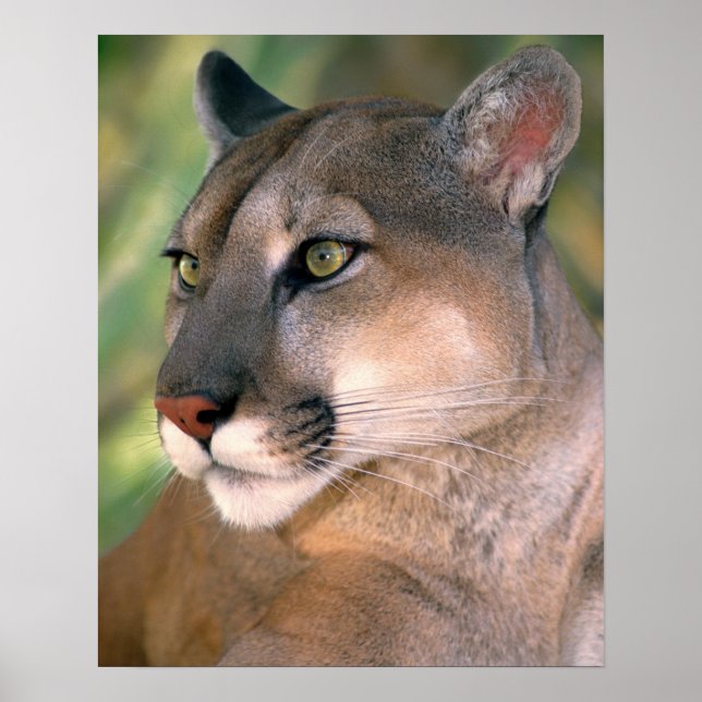 Póster Cougar, California (Frente)