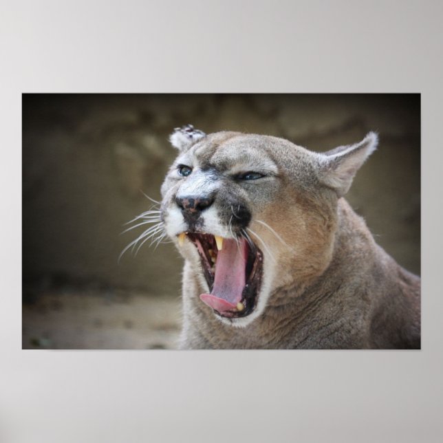 Póster Cougar enfadado (Frente)