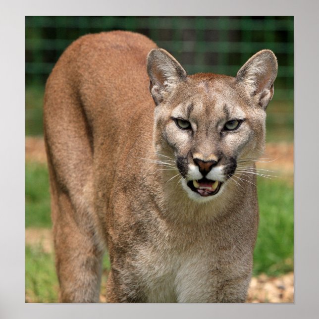 Póster Cougar, león de montaña (Frente)