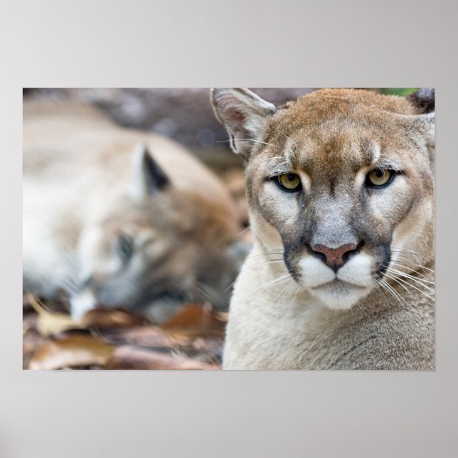 Póster Cougar, león de montaña, pantera de Florida, Puma  (Frente)