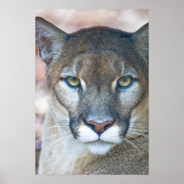Póster Cougar, león de montaña, pantera de Florida, Puma (Frente)