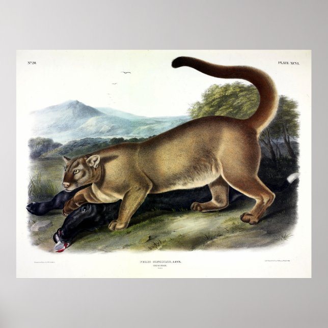 Póster Cougar, o Puma, Panther, León de Montaña, Catamoun (Frente)