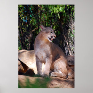 Póster Cougar poster