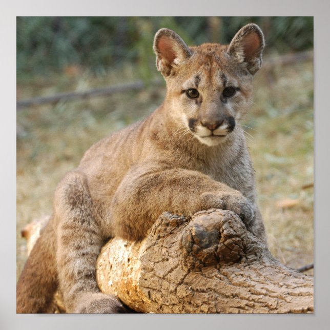 Póster cougarCub4-10x10 (Frente)