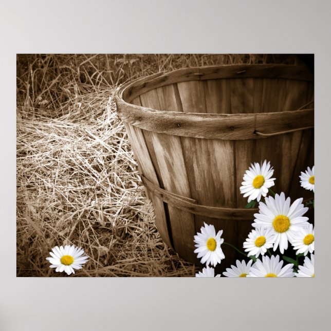 Póster Country Daisies (Frente)