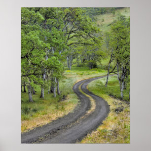 Póster Country road through trees, Oregon