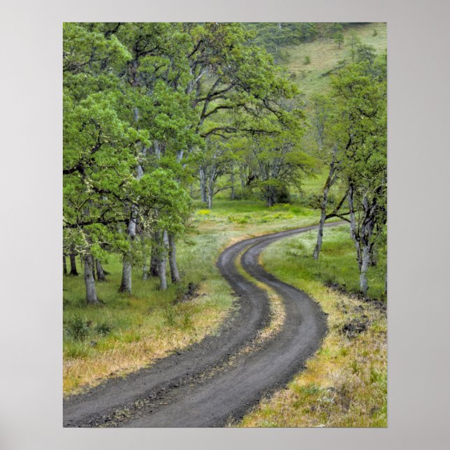 Póster Country road through trees, Oregon (Frente)