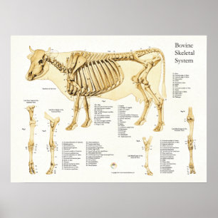 Póster Cow Bovine Skeletal Anatomy Poster