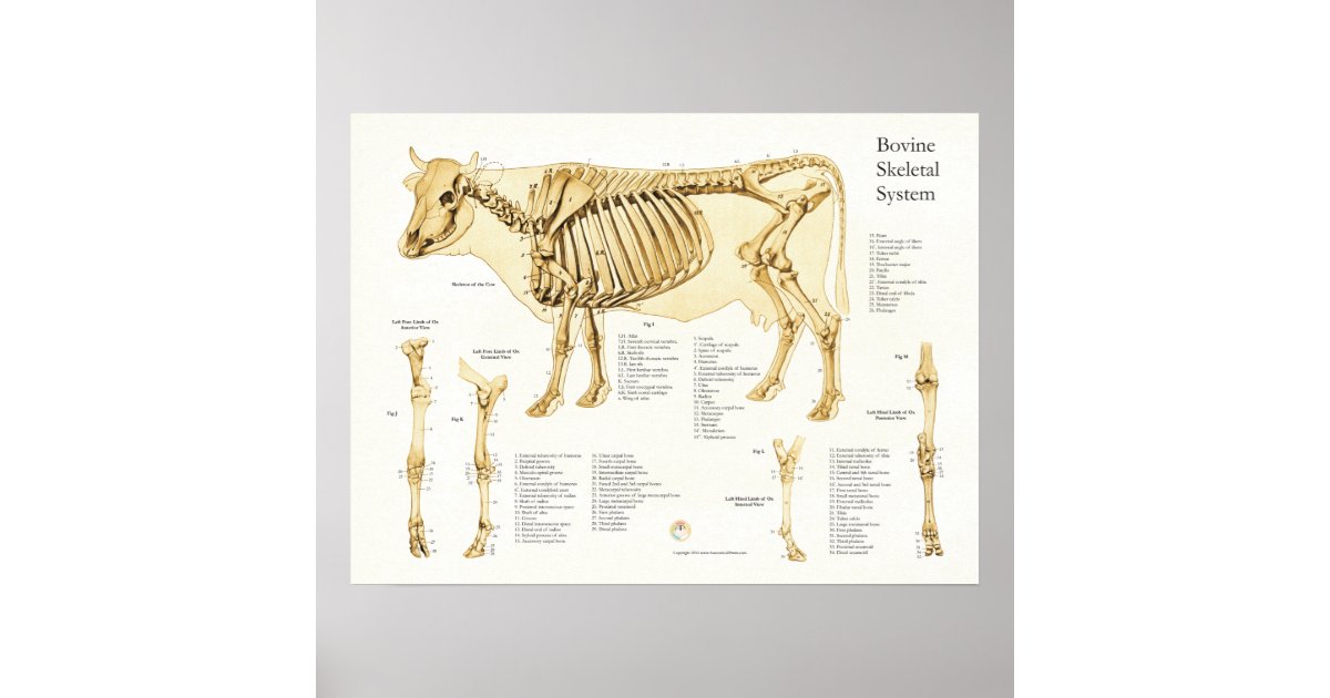 Póster Cow Bovine Skeletal Anatomy Poster Zazzlees