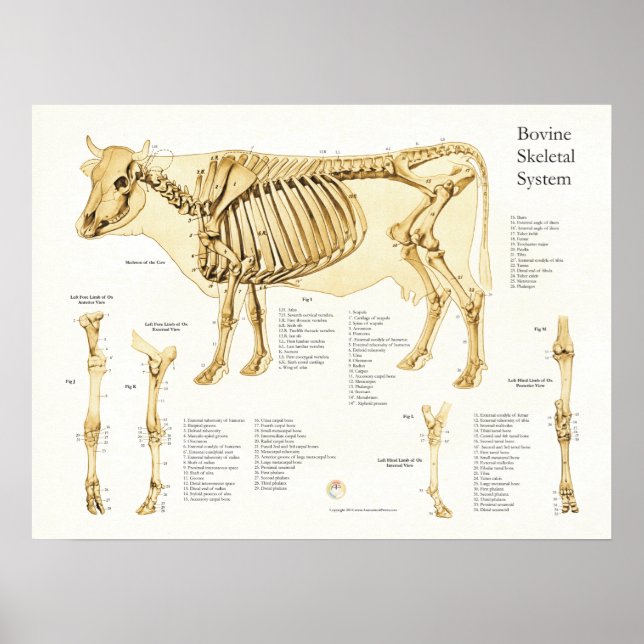 Póster Cow Bovine Skeletal Anatomy Poster (Frente)