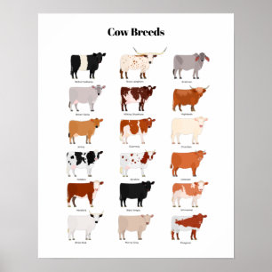 Póster cow breeds poster
