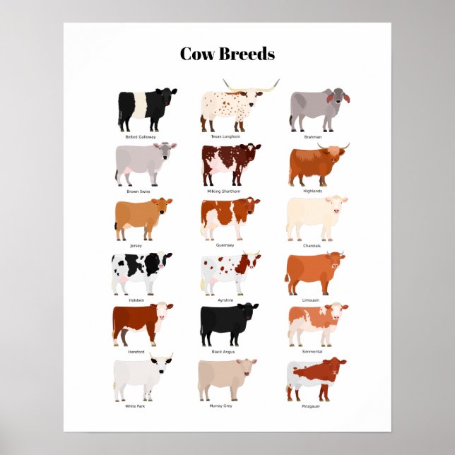 Póster cow breeds poster (Frente)