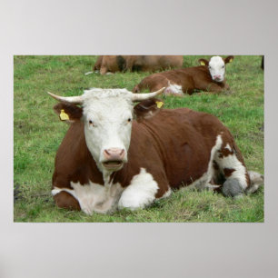 Póster Cow & Calf Green Pasture Art Print Poster