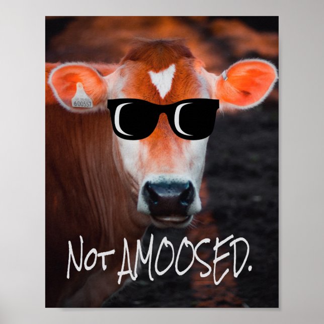 Póster Cow in Sunglasses Not aMOOsed Cute Funny (Frente)