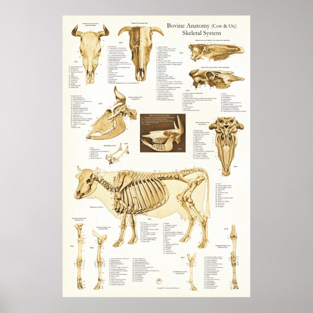 Póster Cow Ox Bovine Skeletal Anatomy Poster (Frente)