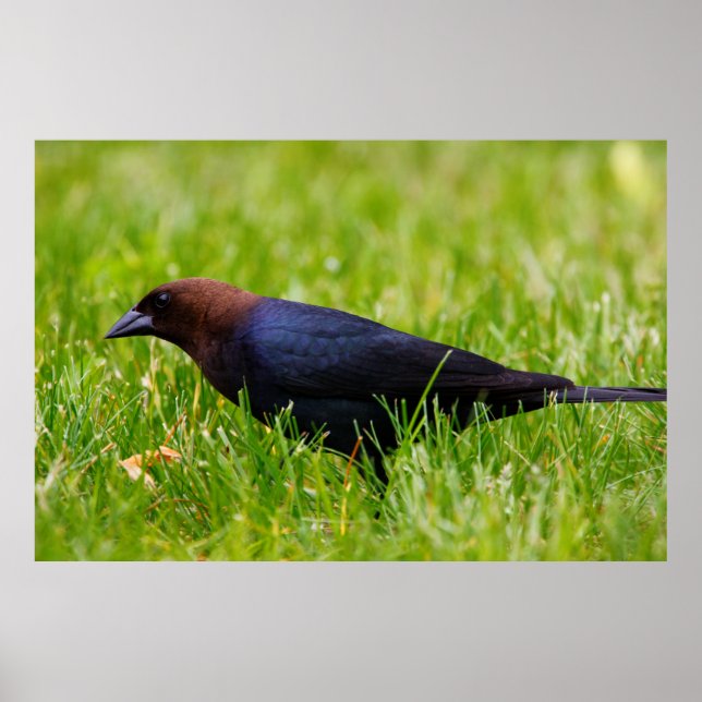 Póster Cowbird de cabeza marrón (agua de Moldavia) (Frente)