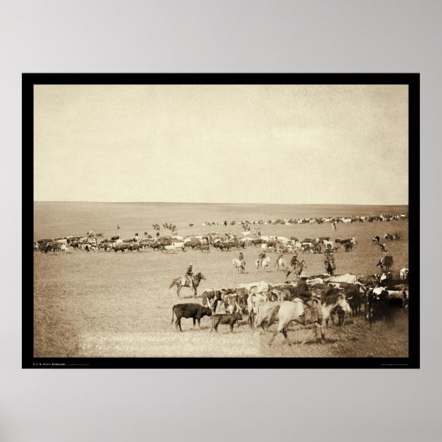 Póster Cowboy en Belle Fouche SD 1887 (Frente)