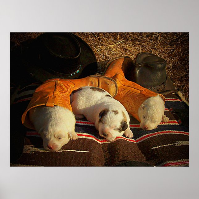 Póster Cowboy Puppies (Frente)
