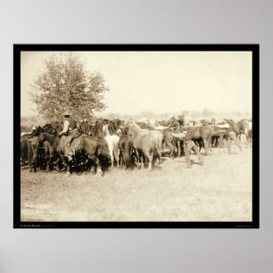 Póster Cowboys Roping a Herd of Horses SD 1887