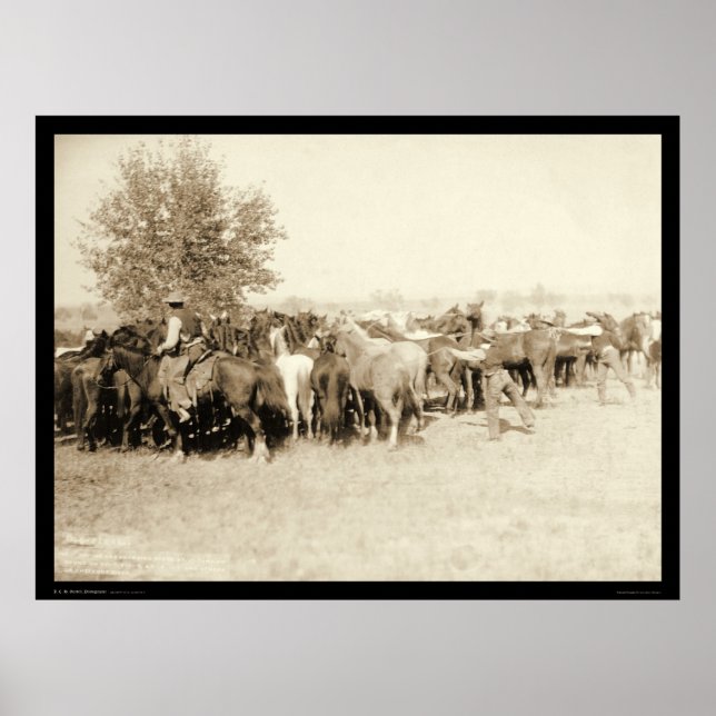 Póster Cowboys Roping a Herd of Horses SD 1887 (Frente)