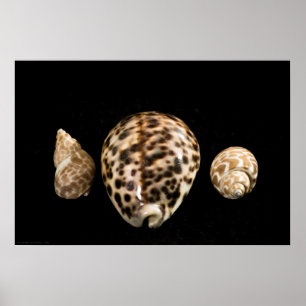 Póster Cowrie Cones 2 Poster