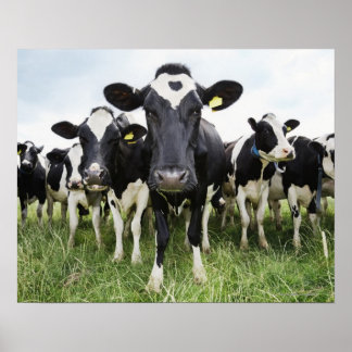 Póster Cows In a Row
