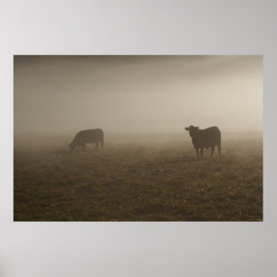 Póster Cows in the Mist Photo