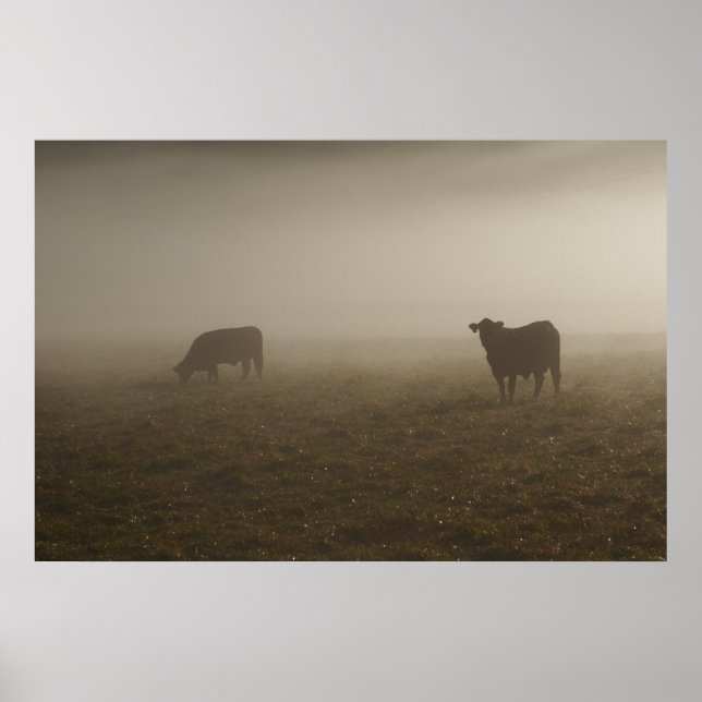 Póster Cows in the Mist Photo (Frente)