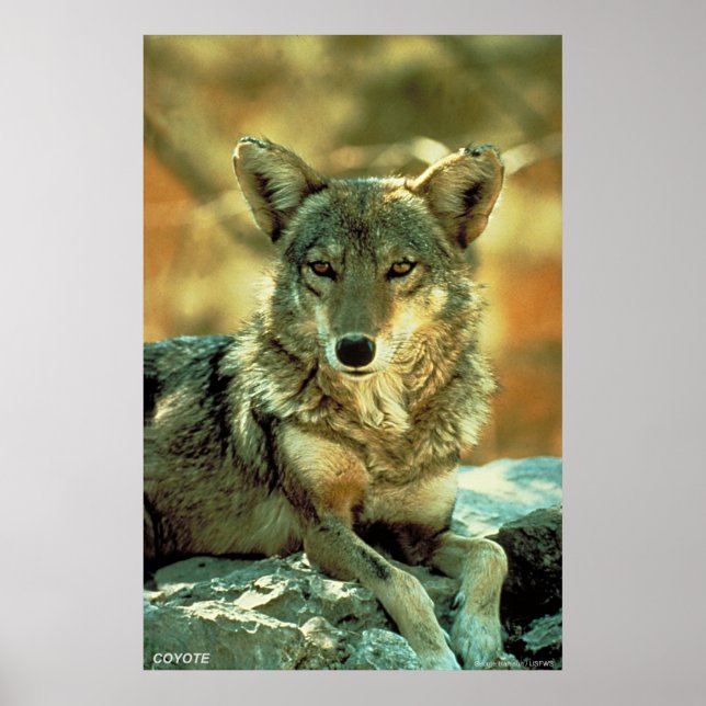 Póster Coyote (Frente)