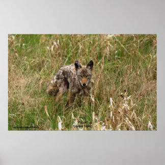 Póster Coyote de verano en Poster de foto de vida silvest