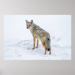 Póster Coyote en alerta en nieve