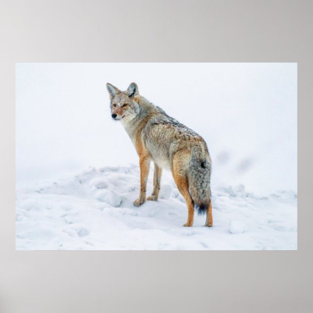 Póster Coyote en alerta en nieve (Frente)