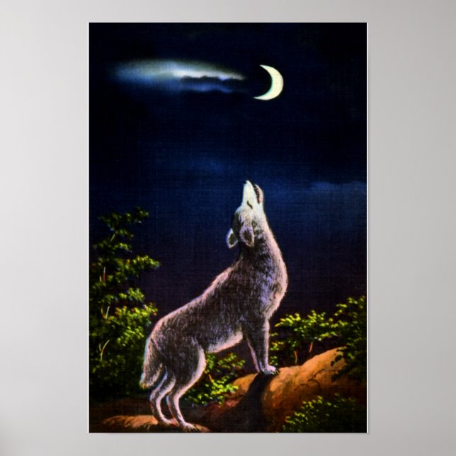 Póster Coyote Howling en la Luna (Frente)