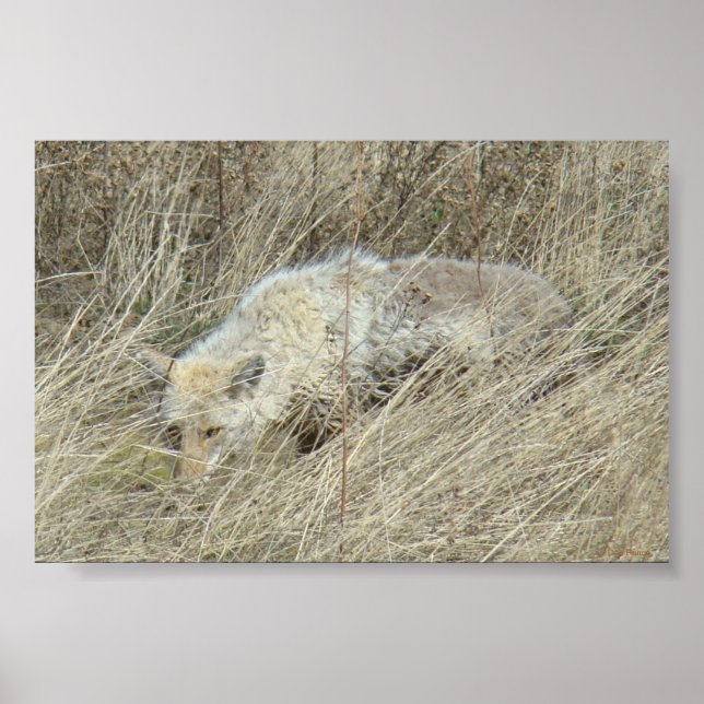 Póster Coyote R13 en hierba alta (Frente)