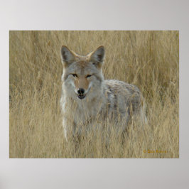 Póster Coyote R2 en grano alto