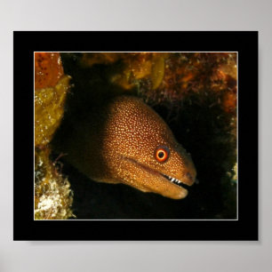 Póster Cozumel - anguila de Moray