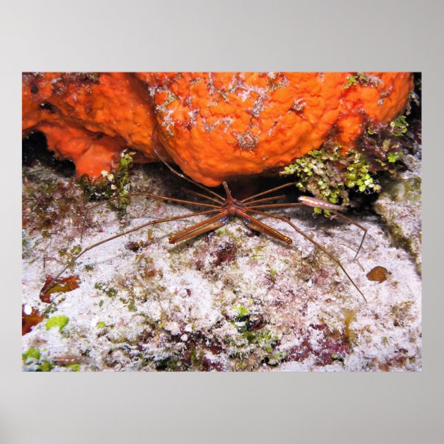 Póster Cozumel Arrow Crab (Frente)
