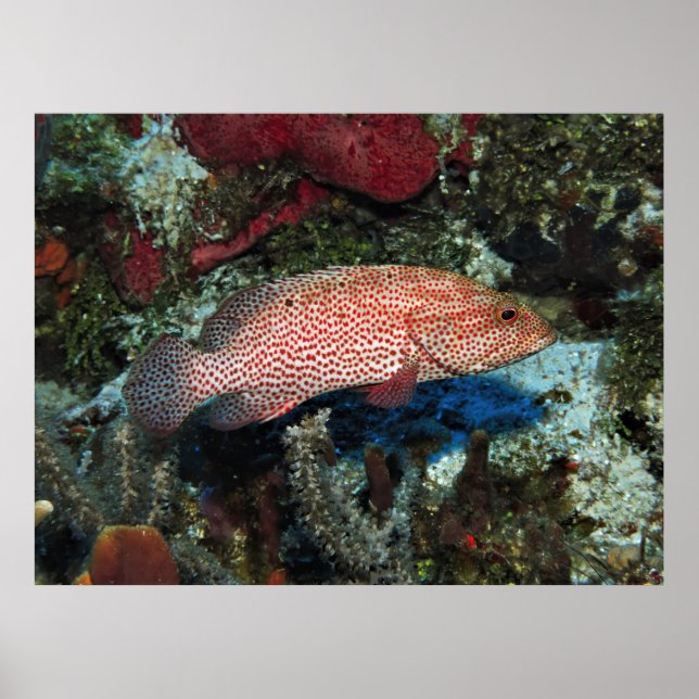 Póster Cozumel Graysby (Frente)