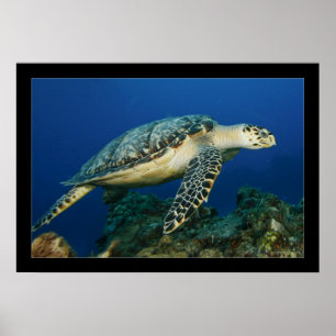 Póster Cozumel - Hawksbill #005