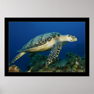 Póster Cozumel - Hawksbill #005