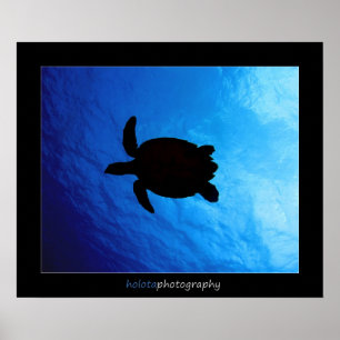 Póster Cozumel - Hawksbill #011