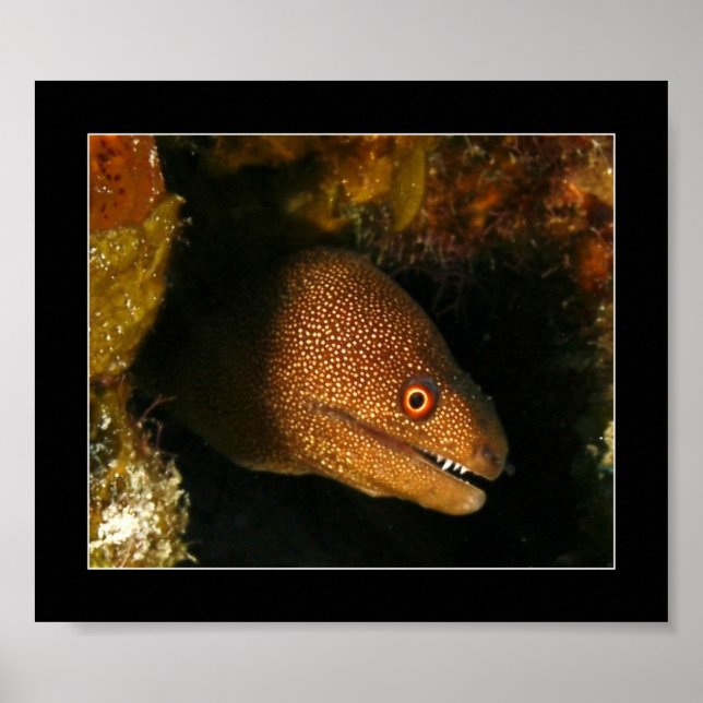Póster Cozumel - Moray Eel (Frente)