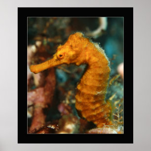 Póster Cozumel - naranja Seahorse#2