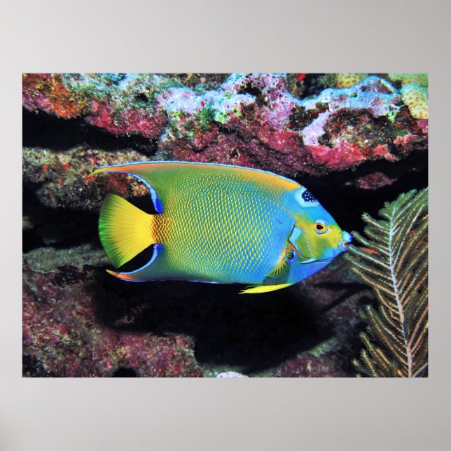 Póster Cozumel Queen Angelfish (Frente)