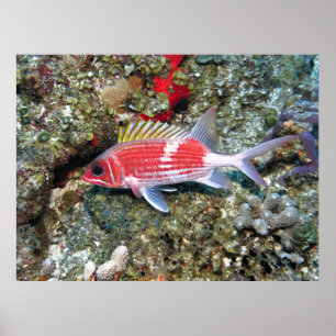 Póster Cozumel Squirrelfish II